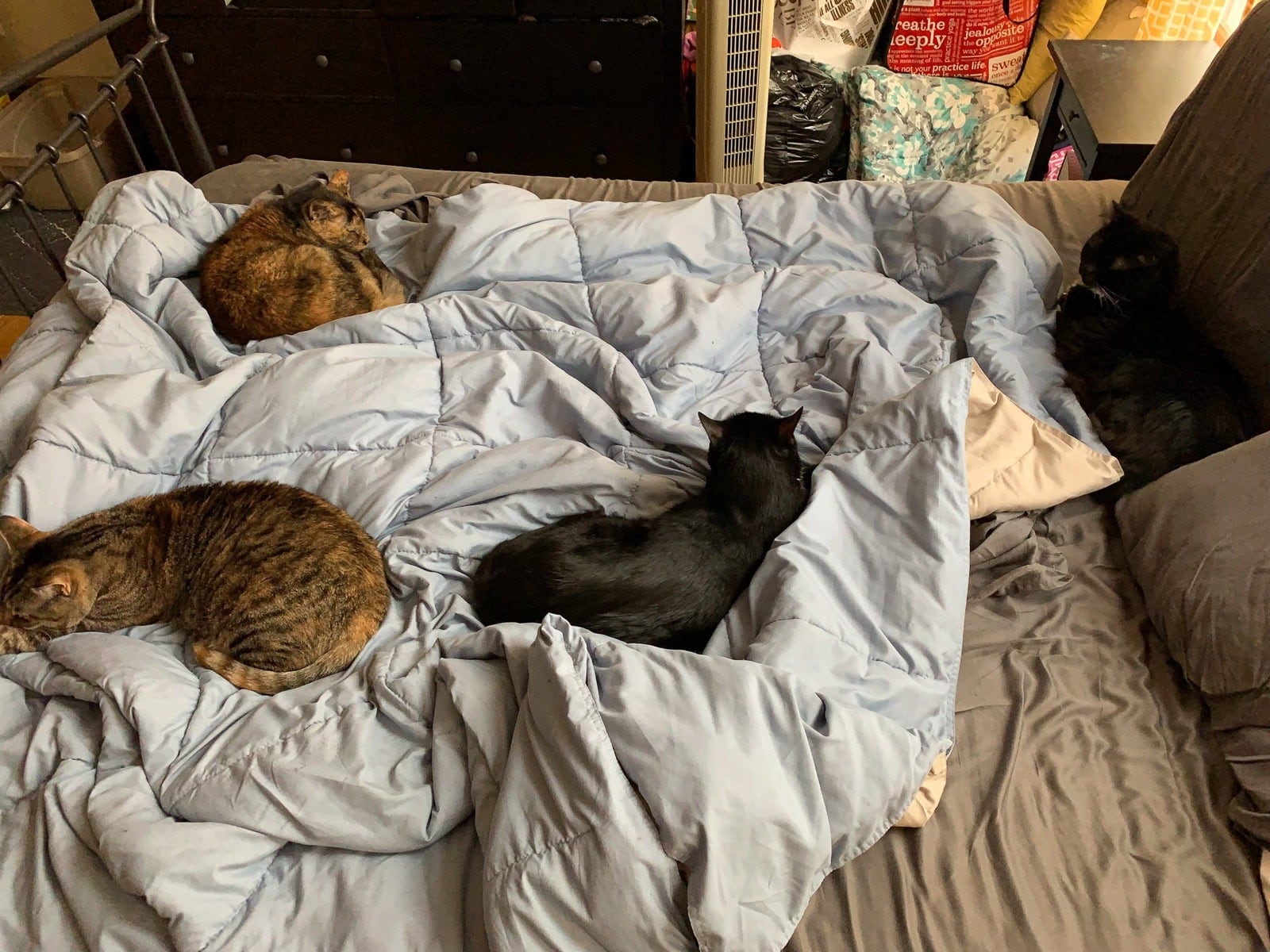 All four cats on the bed