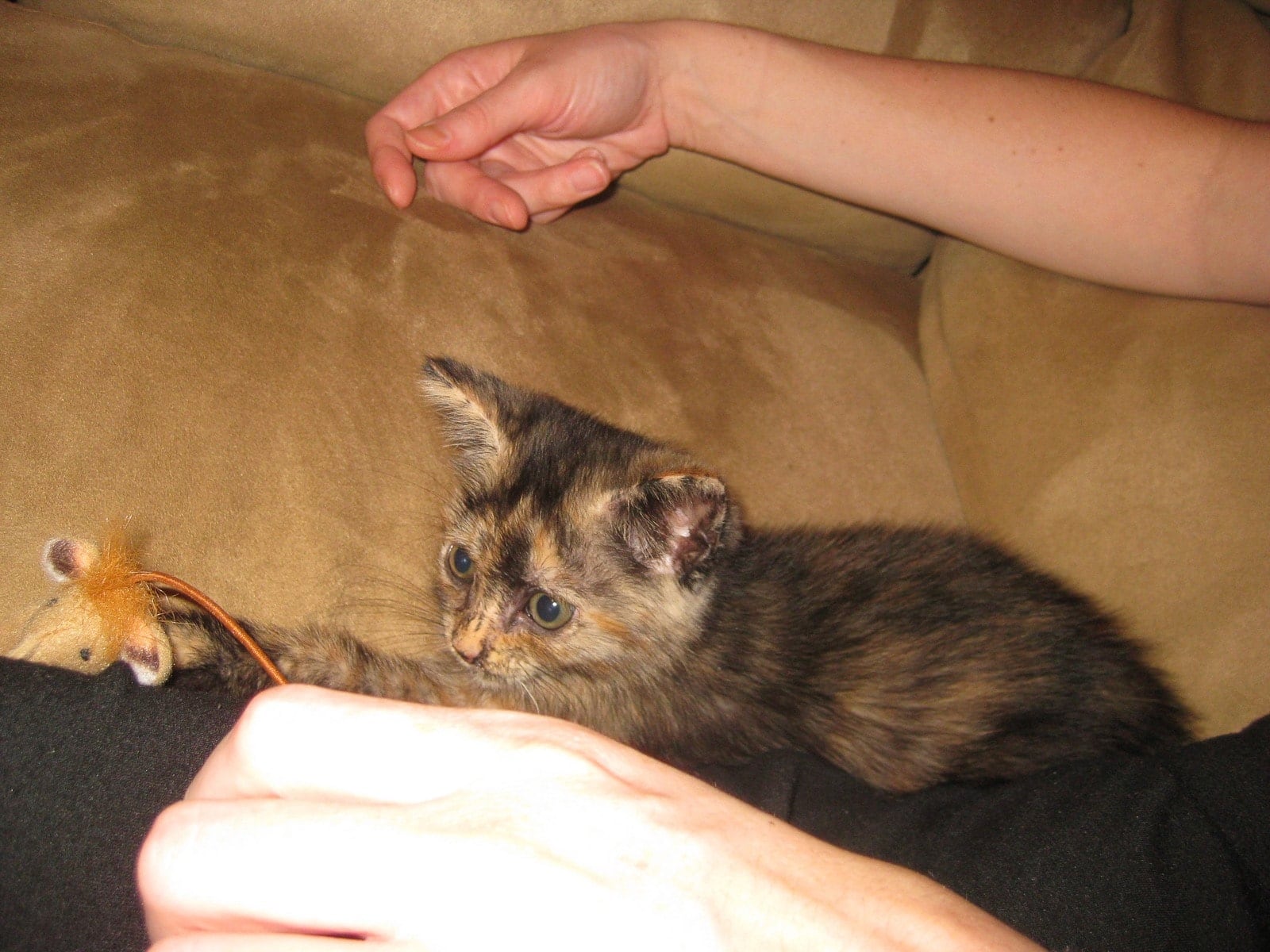 Leela as a kitten