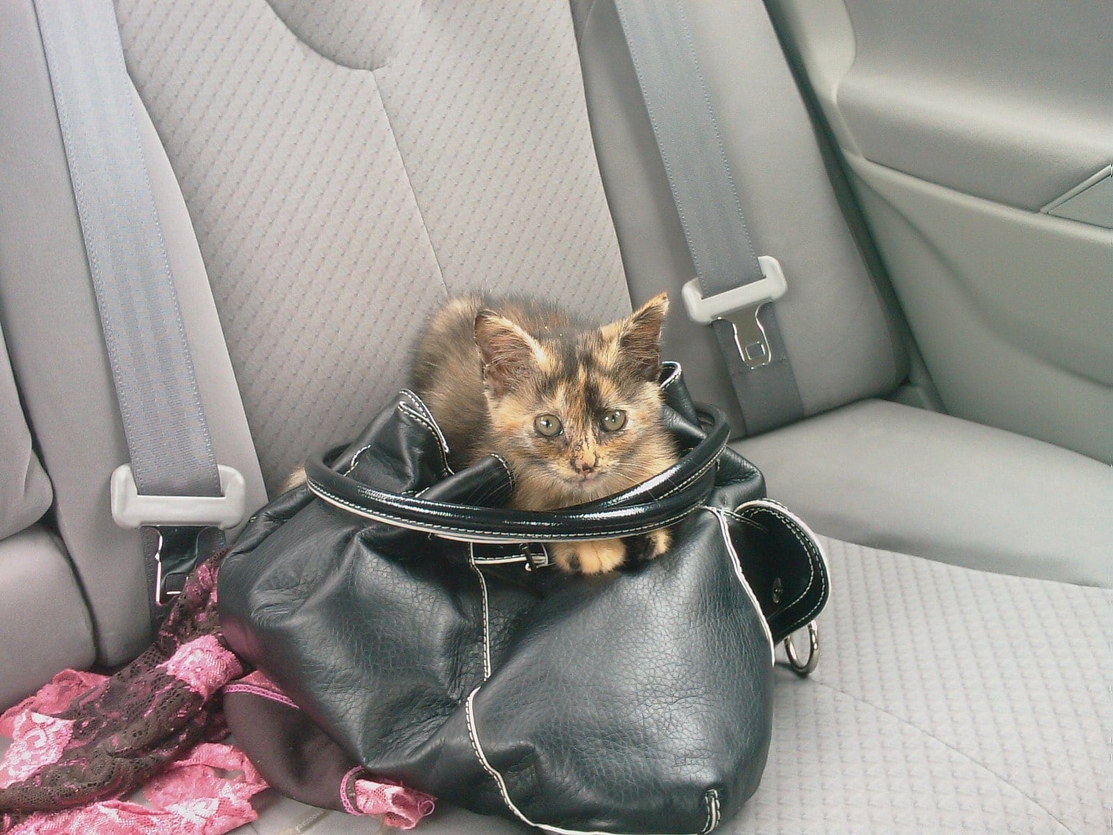Leela in a purse