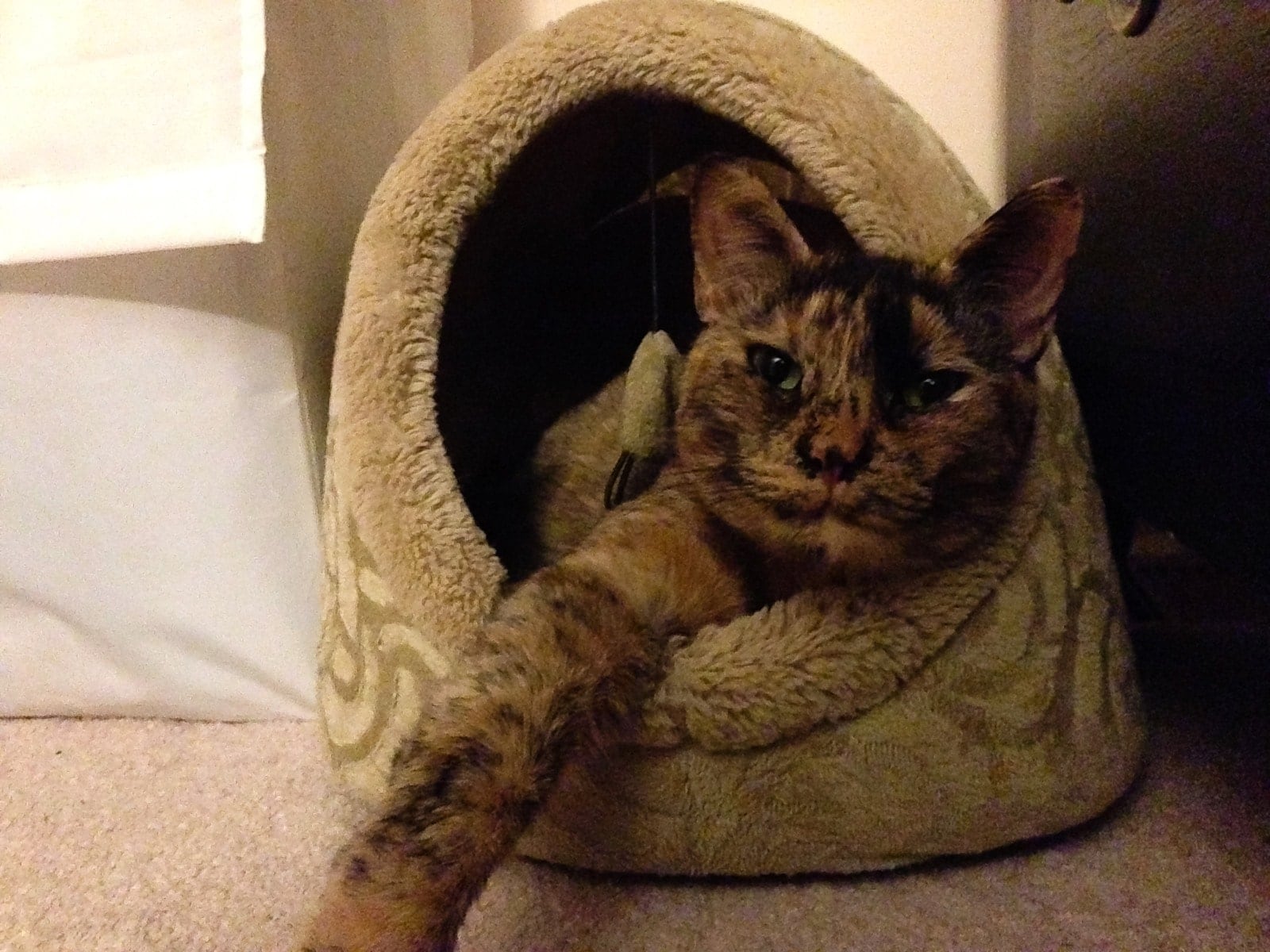 Leela in cat bed