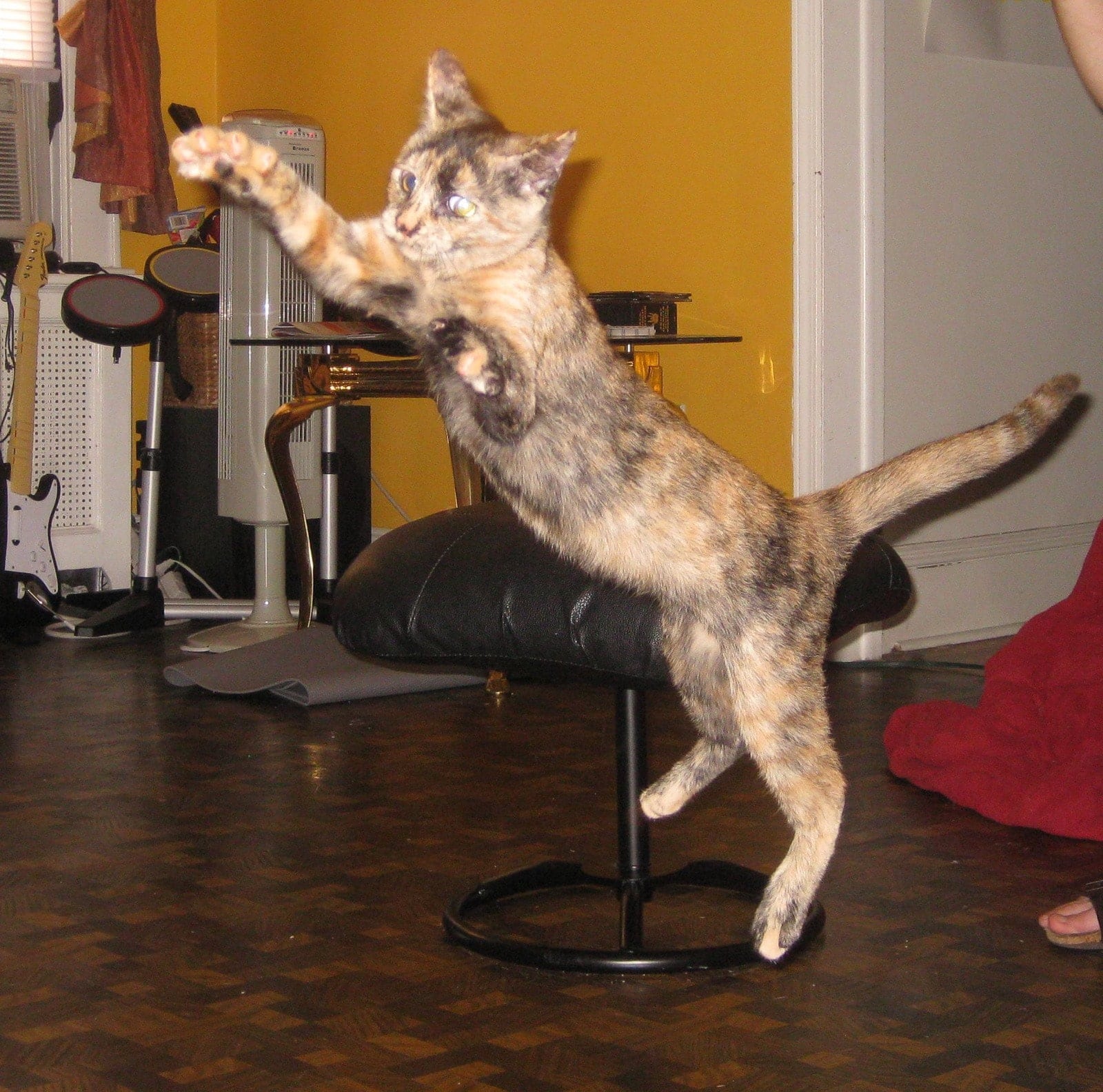 Leela as a kitten jumping in the air