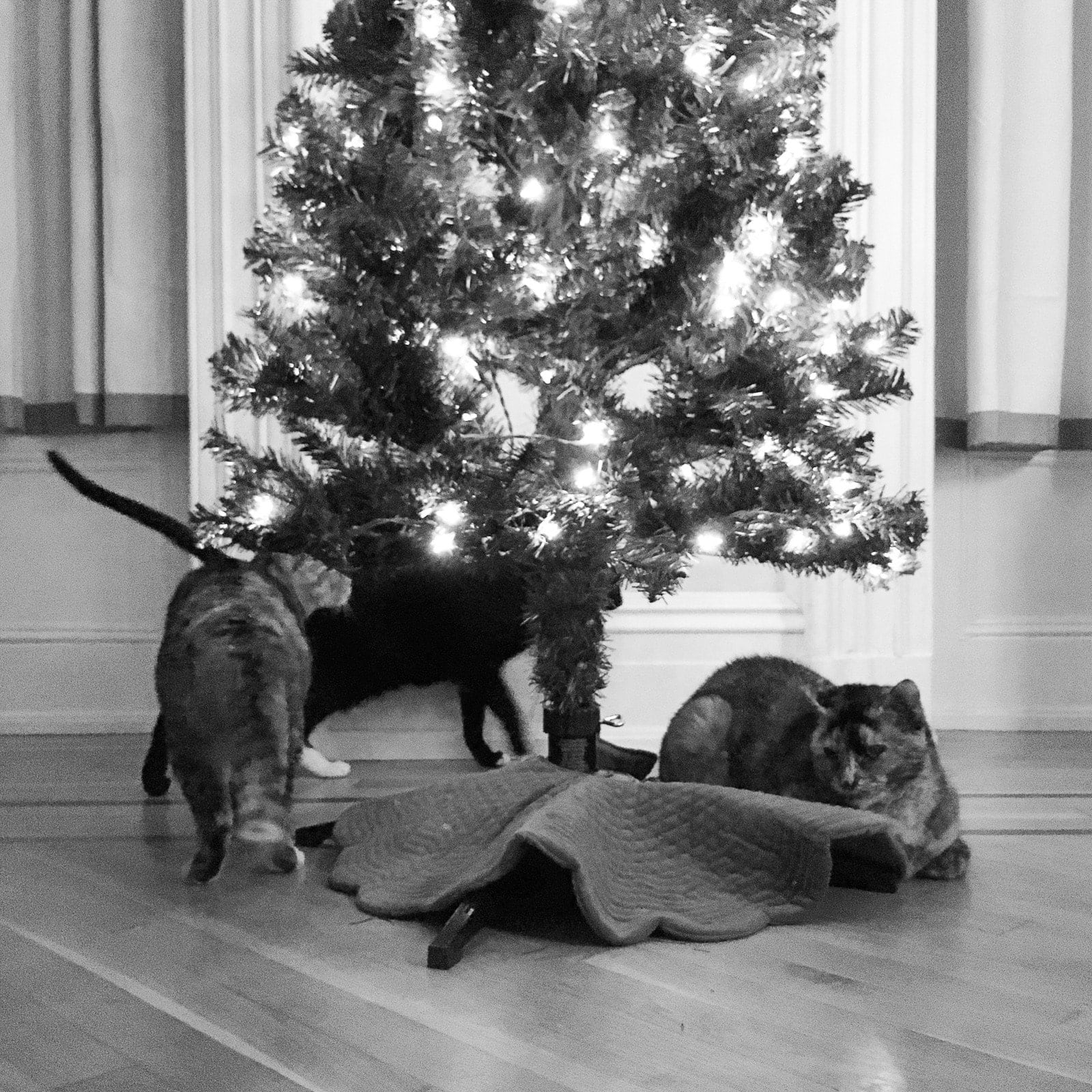 Leela under the Christmas tree