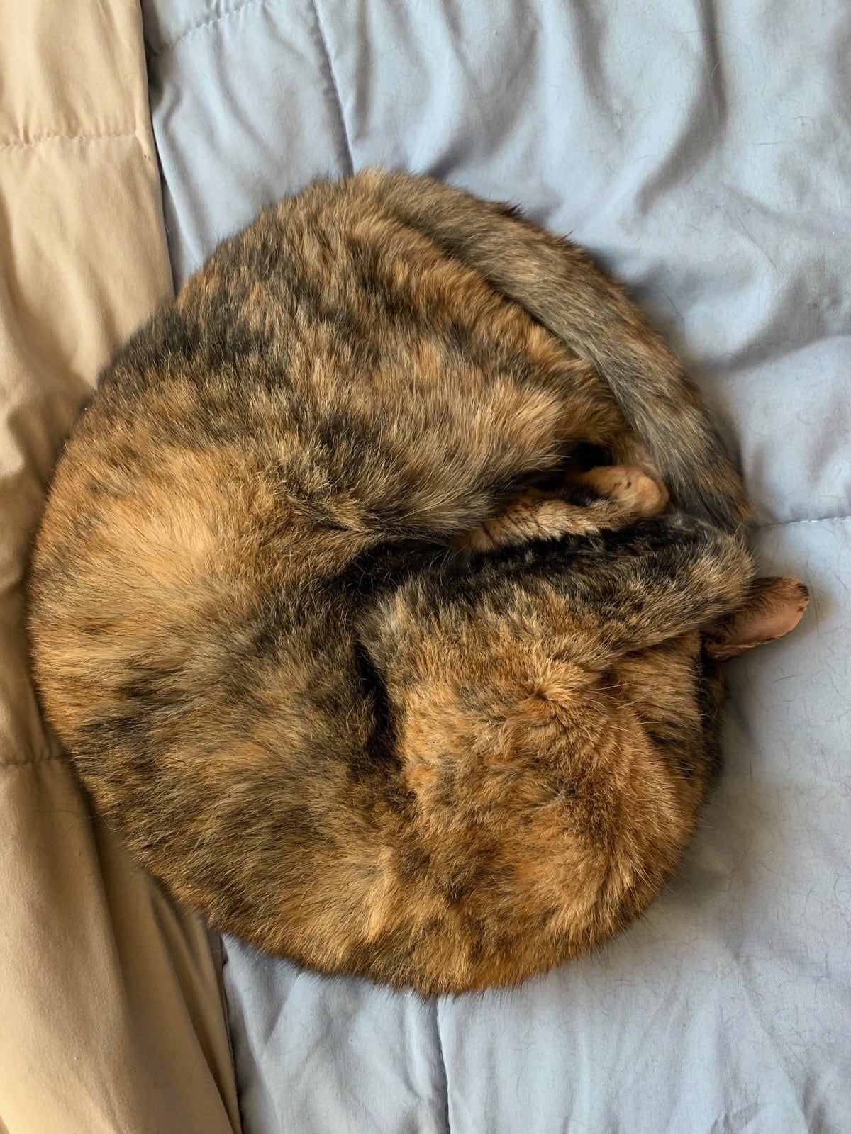 Leela curled up